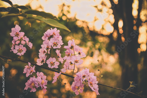 Lagerstroemia with sunset