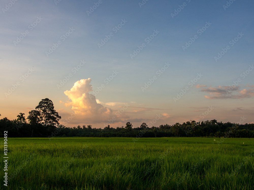 paddy fields  in the evening