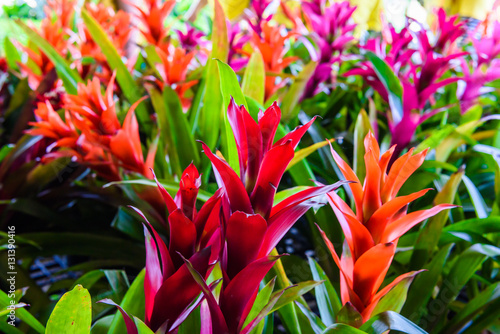 Photography Bromeliad flower in garden