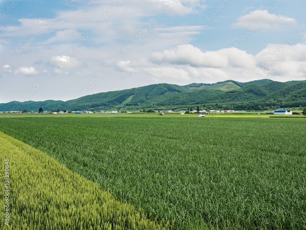 Green field in Hokkaido