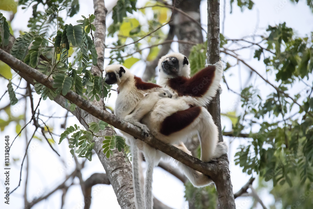 Fototapeta premium rare lemur Crowned Sifaka, Propithecus Coquerel, a female with a cub sits on a tree, Ankarafantsika Reserve, Madagascar