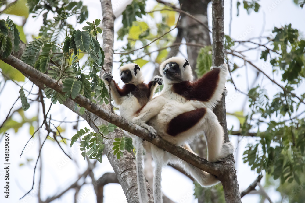 Fototapeta premium rare lemur Crowned Sifaka, Propithecus Coquerel, a female with a cub sits on a tree, Ankarafantsika Reserve, Madagascar
