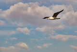 Seagull, sea bird in the blue sky