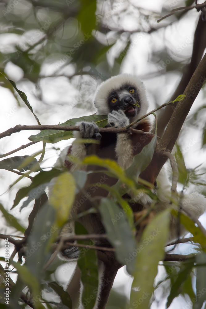rare lemur Crowned Sifaka, Propithecus Coquerel, feeds on tree leaves, Ankarafantsika Reserve, Madagascar rare lemur Crowned Sifaka, Propithecus Coquerel, feeds on tree leaves, Ankarafantsika Reserve, Madagascar