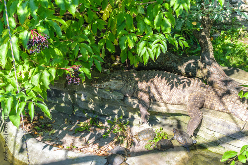 RUSSIA, KALININGRAD - August, 2016: Kaliningrad Zoo. The enclosure with the crocodiles