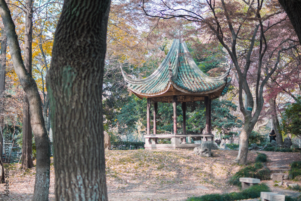 blossom trees beside the Chinese architecture blossom trees beside the Chinese architecture