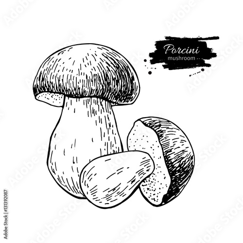 Porcini mushroom hand drawn vector illustration. Sketch food dra