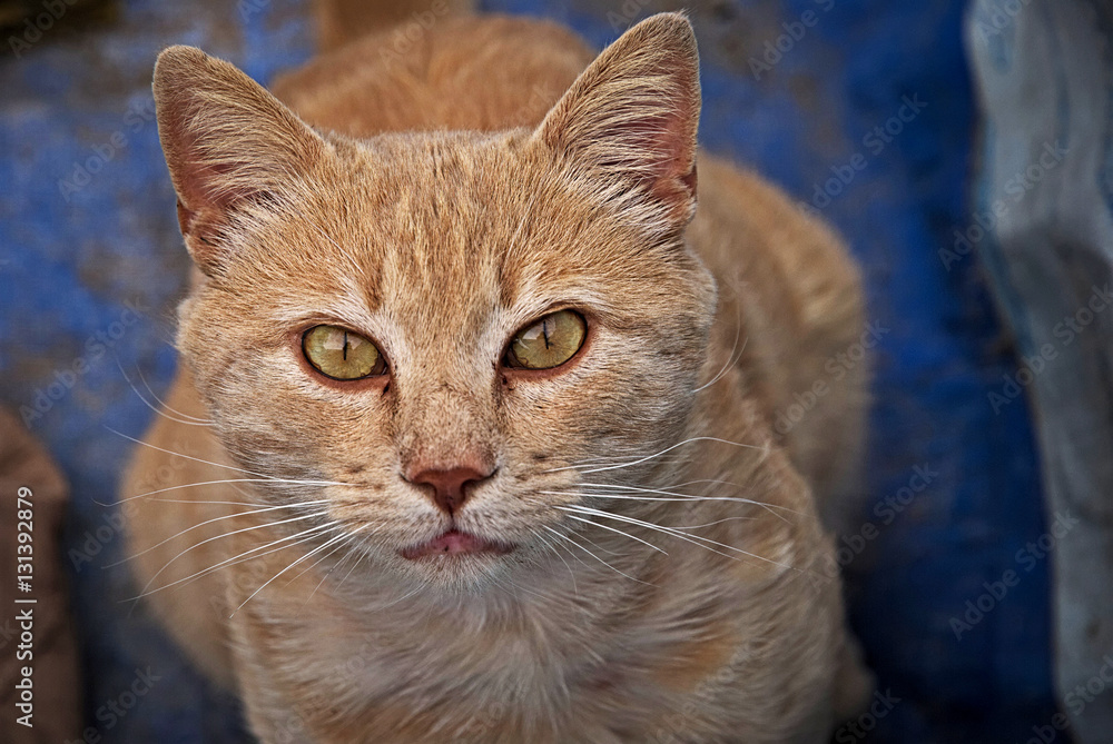 Portrait of an orange cat 