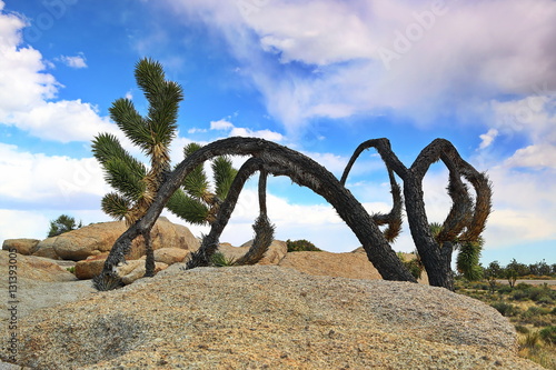 Joshua Tree