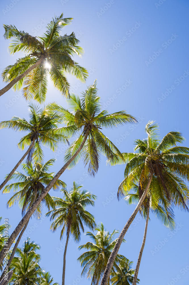 Tall green coconut palm trees standing in bright blue tropical sky on the Coconut Coast in Bahia, Brazil