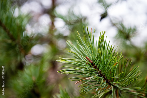 festive christmas tree on green background