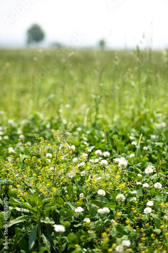 wild flowers in the farmland2