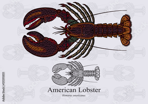 American Lobster, True Lobster, Atlantic Lobster, Maine Lobster. Vector illustration for artwork in small sizes. Suitable for graphic and packaging design, educational examples, web, etc.
