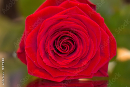 Red Rose