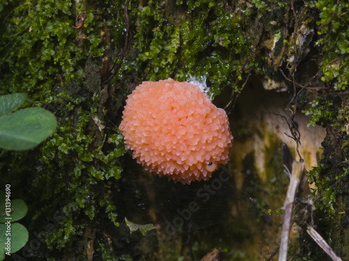 Red Raspberry Slime, Tubifera ferruginosa, in forest macro, selective focus, shallow DOF. photo