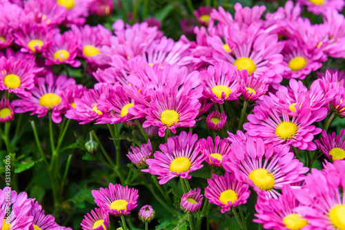 Colorful Zinnia Flower