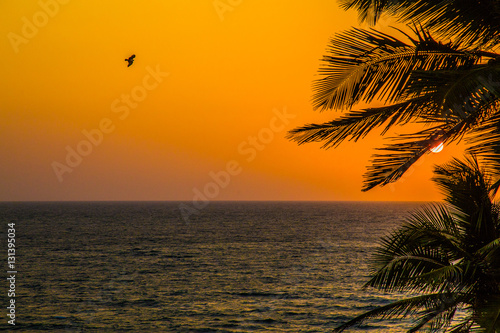Sunset on palm beach  India