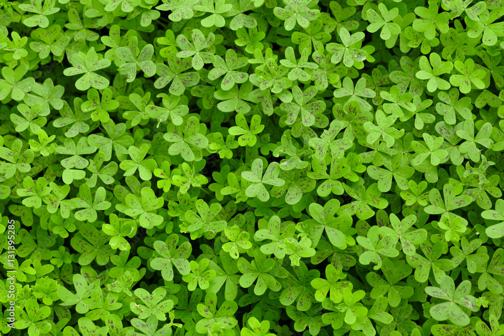 Green Clovers on a Field Green Clovers on a Field