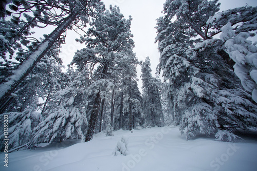 towering snow covered trees photo