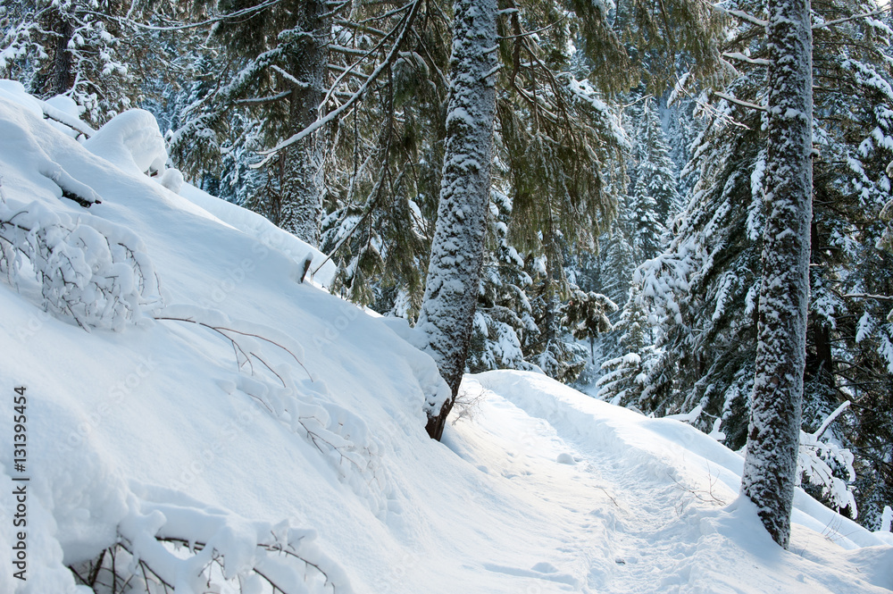 mountain trail mountain trail