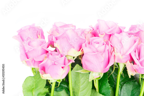 Violet blooming fresh roses close up isolated on white background