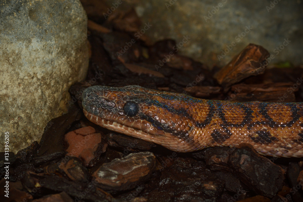 Fototapeta premium Regenbogenboa
