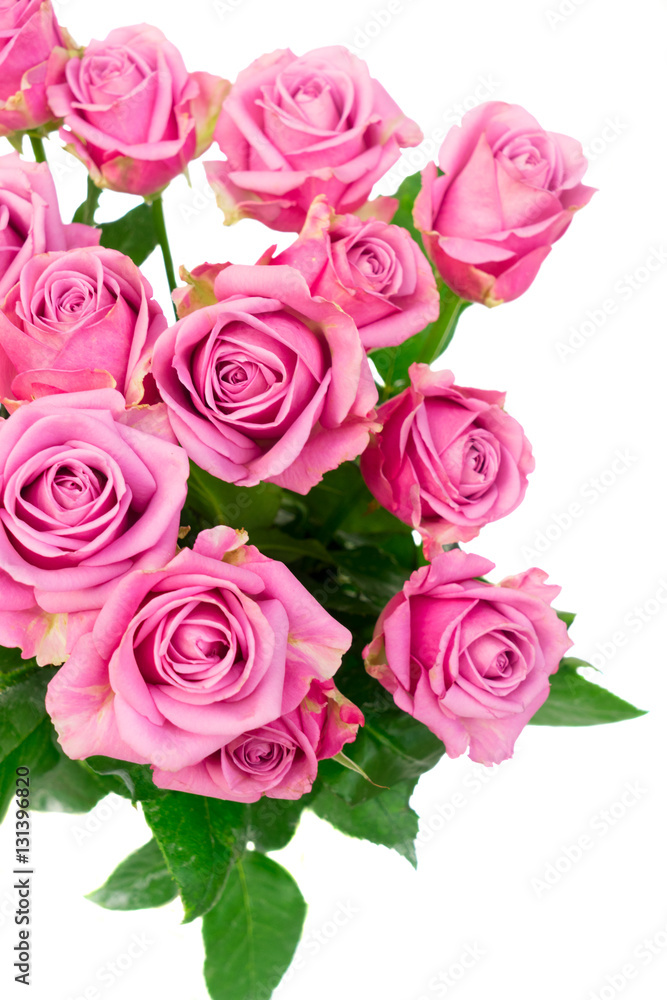 Violet blooming fresh roses isolated on white background