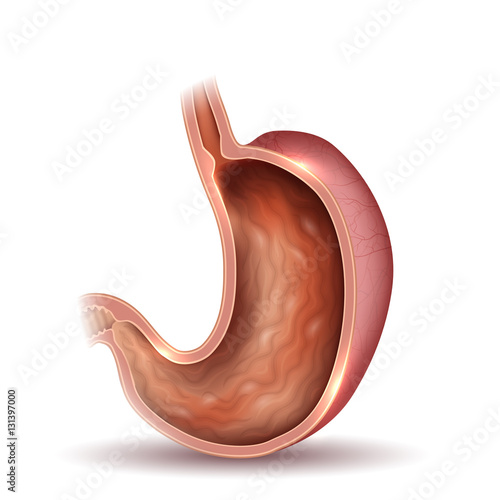 Stomach cross section anatomy beautiful colorful drawing on a white background