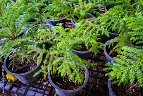 Nolfolk island pine leaves in plant nursery photo