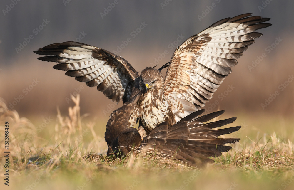 Fototapeta premium Common buzzard (Buteo buteo)