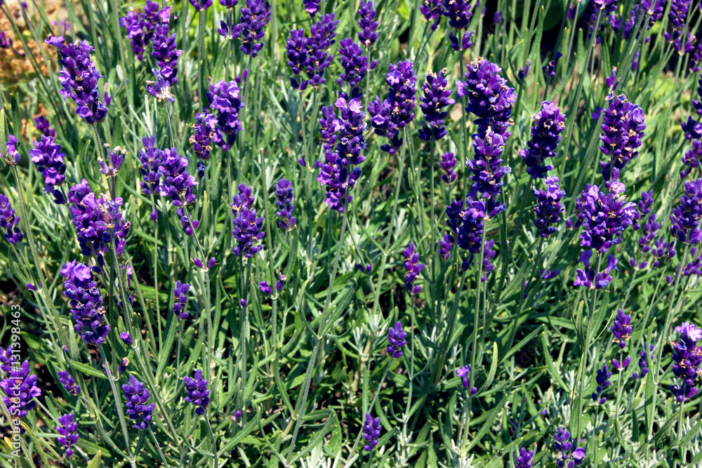 Naklejka premium Bush blooming lavender