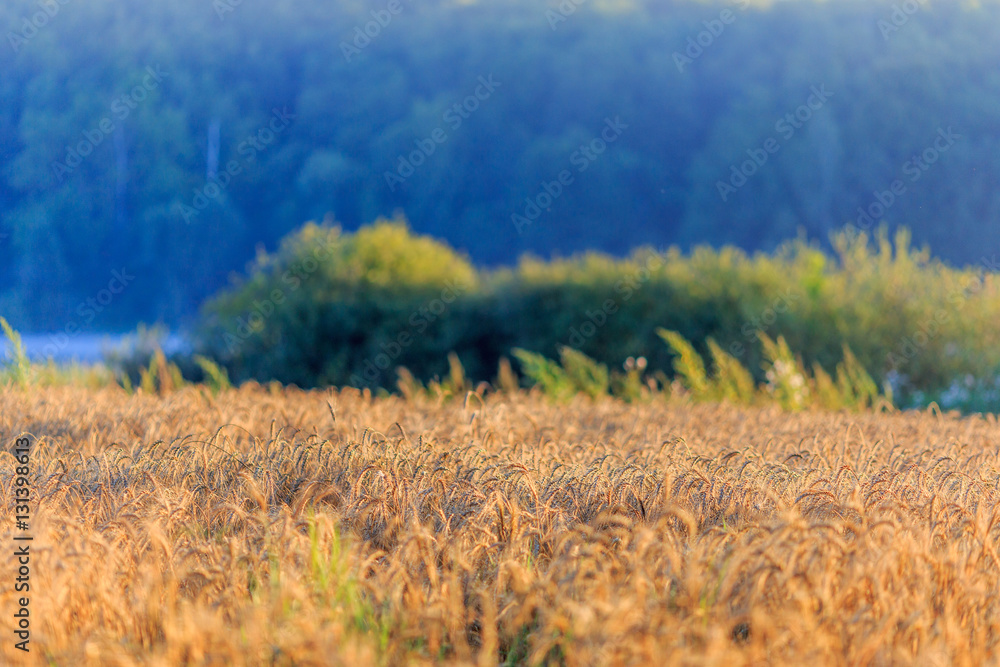 Obraz premium Wheat field with a lake and forest in the background.