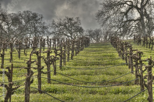 Winter Vineyard  Amador County  California