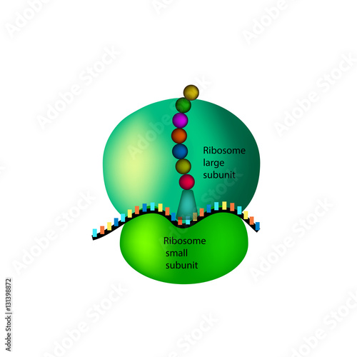 The structure of the ribosome. Infographics. Vector illustration on isolated background