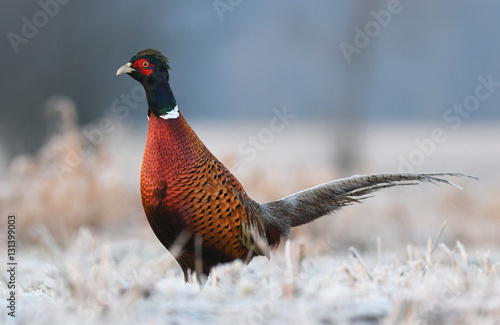 Wallpaper Mural Ringneck Pheasant (Phasianus colchicus) Torontodigital.ca