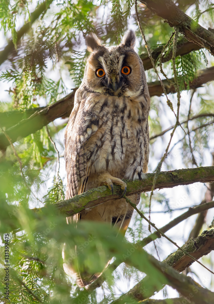 Obraz premium Long-eared owl perched in branches