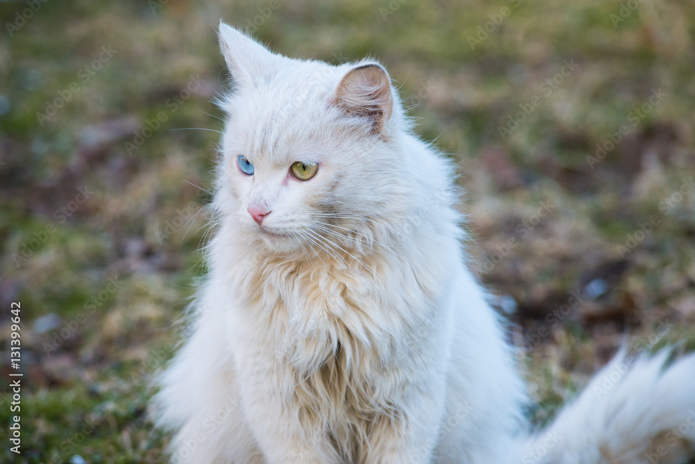 White cat With Different-Colored Eyes sitting on the grass White cat With Different-Colored Eyes sitting on the grass