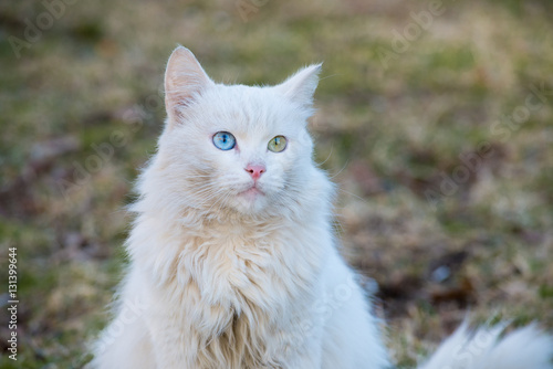 White cat With  Different-Colored Eyes sitting on the grass