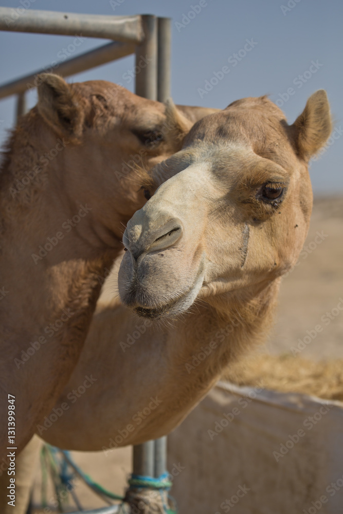 Fototapeta premium Two friendly camels