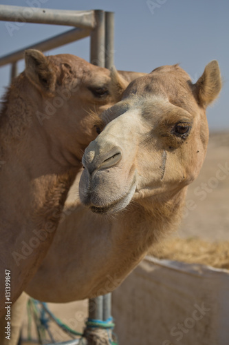 Two friendly camels