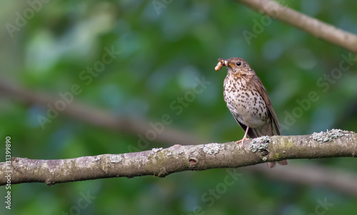 Adult song thrush holding food for nestlings
