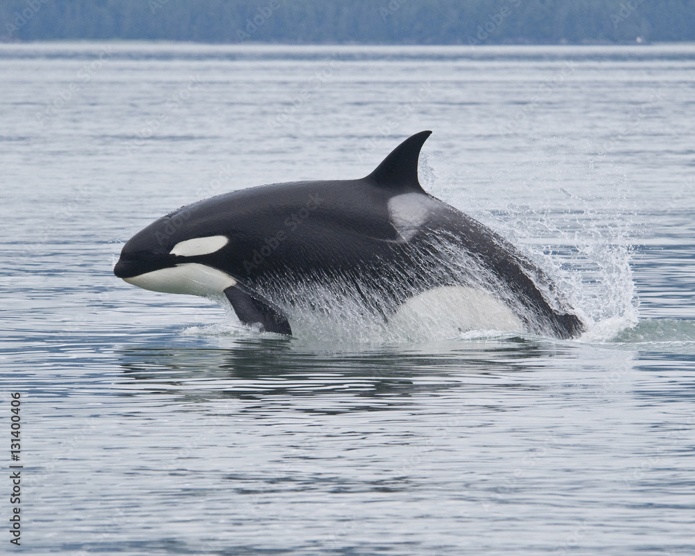 Fototapeta premium Breaching Orca na Alasce
