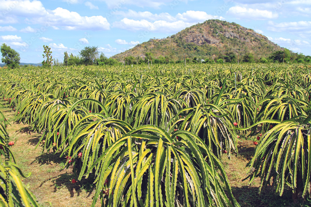 Ripe dragon on plantation in Vietnam Ripe dragon on plantation in Vietnam