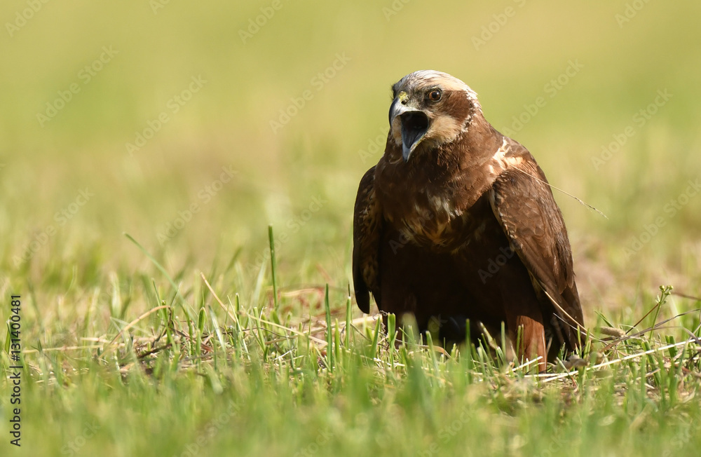 Marsh harrier (Circus aeruginosus) Marsh harrier (Circus aeruginosus)