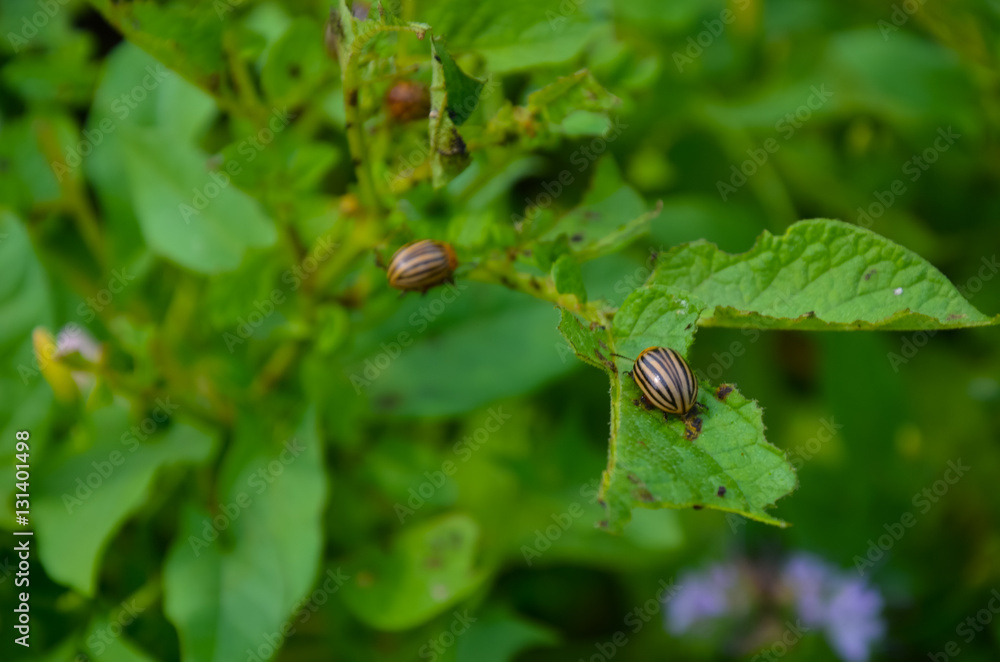 The red colorado beetle's larva feeding The red colorado beetle's larva feeding