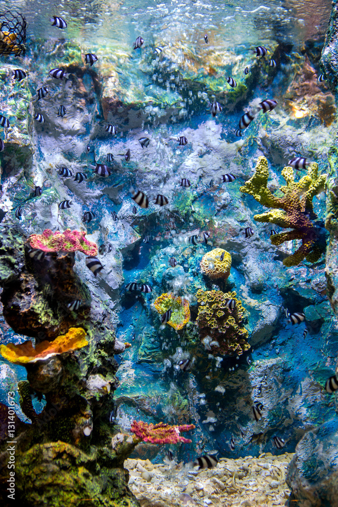 Fototapeta premium A marine aquarium with fishes and corals