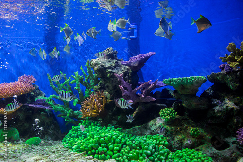 Fototapeta Naklejka Na Ścianę i Meble -  A marine aquarium with fishes and corals