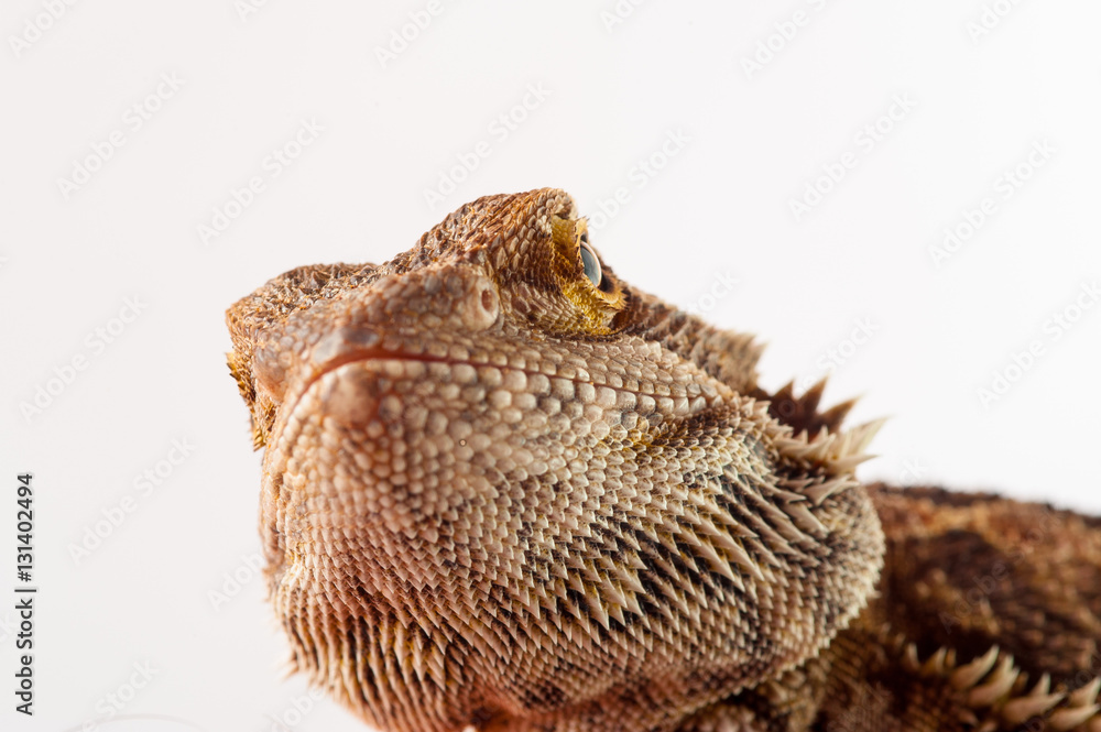 one agama bearded on white background.reptile close-up. one agama bearded on white background.reptile close-up.