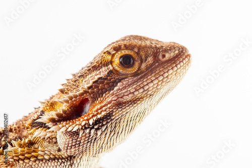 one agama bearded on white background.reptile close-up.