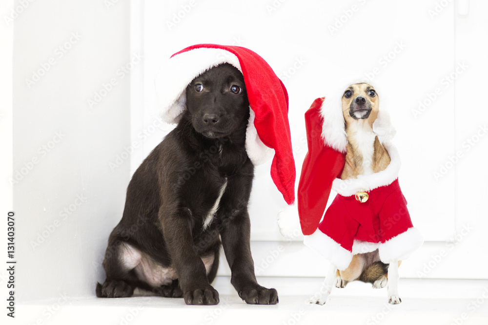 puppy in a Christmas hat of Santa Claus puppy in a Christmas hat of Santa Claus
